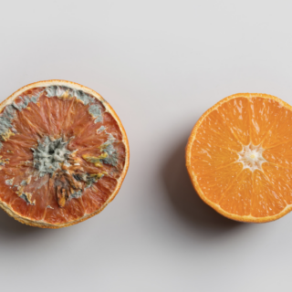 How Does Food Stay Fresh Without Preservatives? The Science Behind It