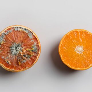 How Does Food Stay Fresh Without Preservatives? The Science Behind It